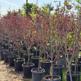 Purple Leaf Flowering Plum