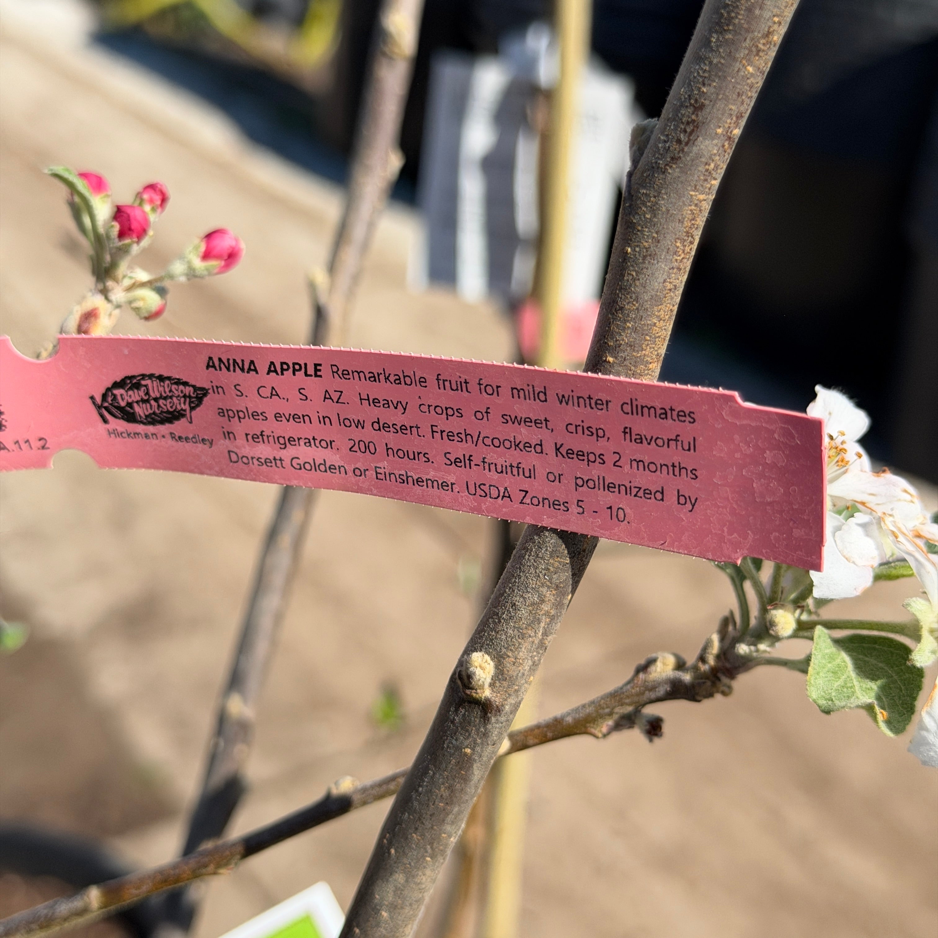 Anna Apple | C&J Gardening Center