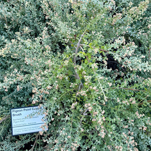 Dwarf Coyote Brush | C&J Gardening Center