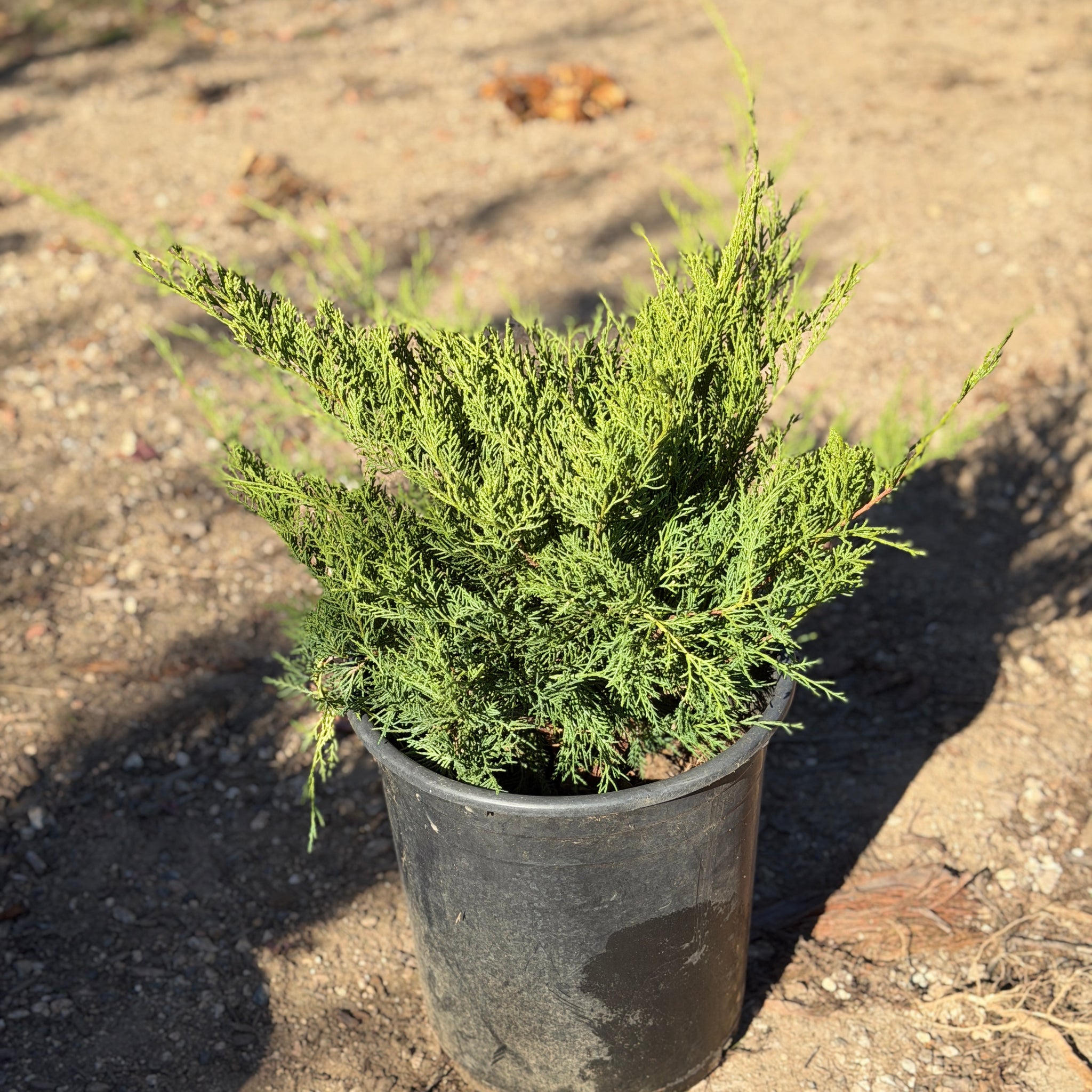 juniper house plant Tam Juniper