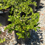Tuttle Dwarf Natal Plum - C&J Gardening Center