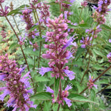 Purple Haze Hummingbird Mint - C&J Gardening Center