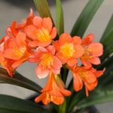 Belgian Orange Kaffir Lily