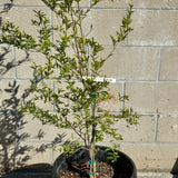 Parfianka Pomegranate