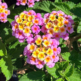 Confetti Lantana - C&J Gardening Center
