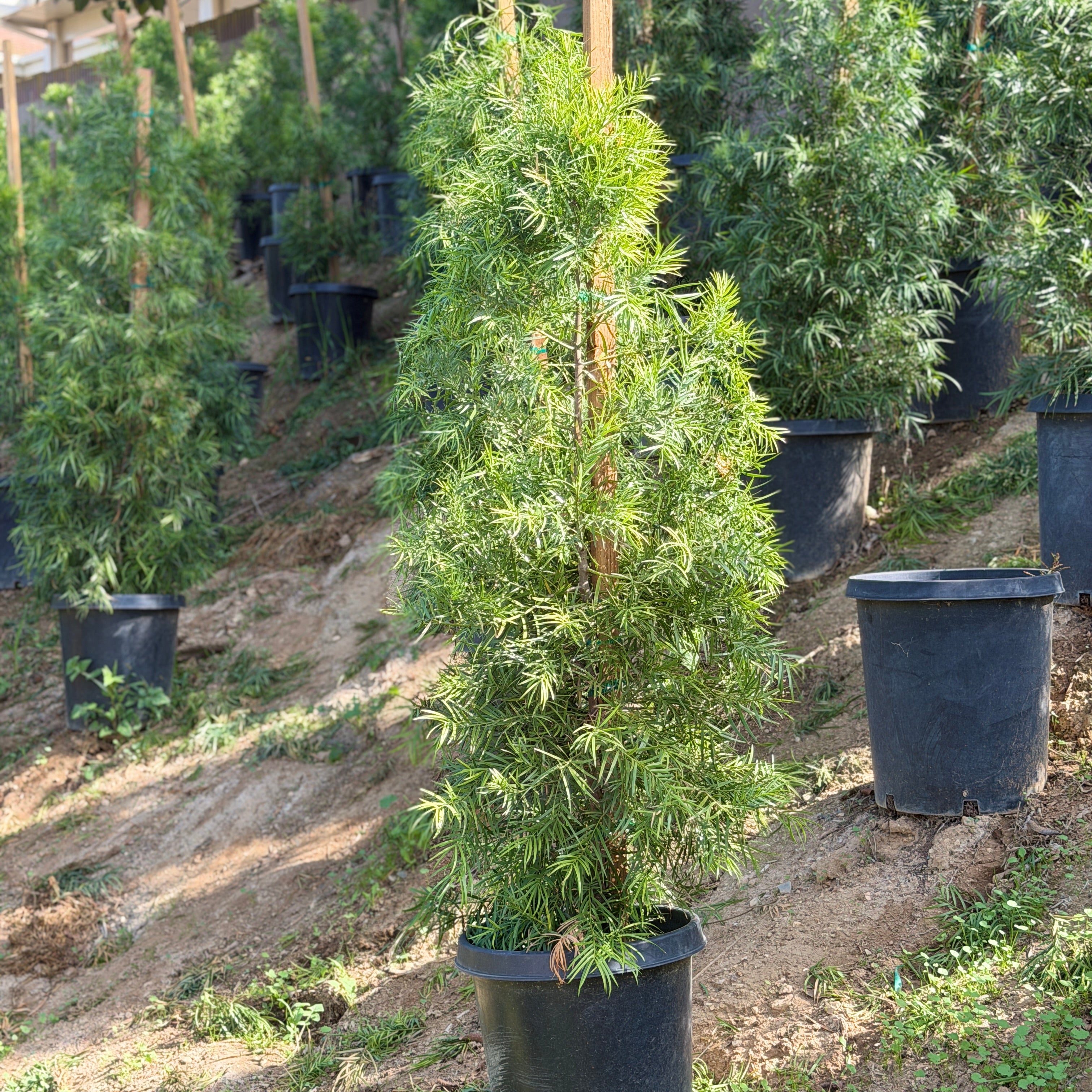 Fern Pine - Podocarpus Gracilior Hedge Shrub - 25 Gallon ( 6