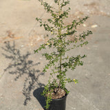 Julia Phelps California Lilac