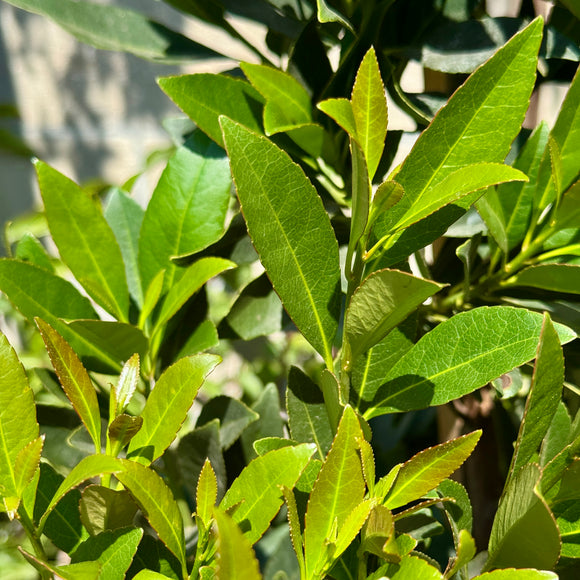 Japanese Blueberry Tree