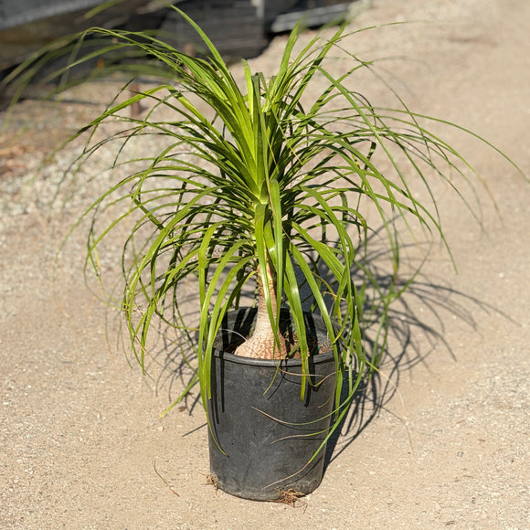 Ponytail Palm Indoor Plant