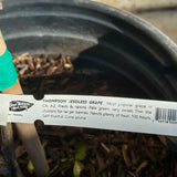 Thompson Seedless Grape