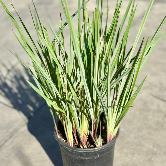 Little Rev Flax Lily