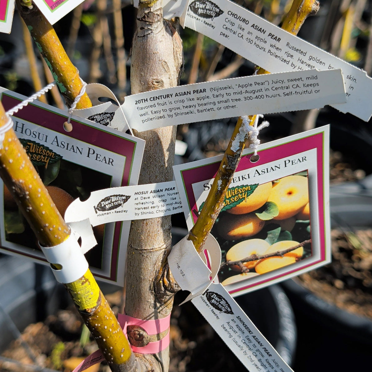 Asian Pear | C&J Gardening Center