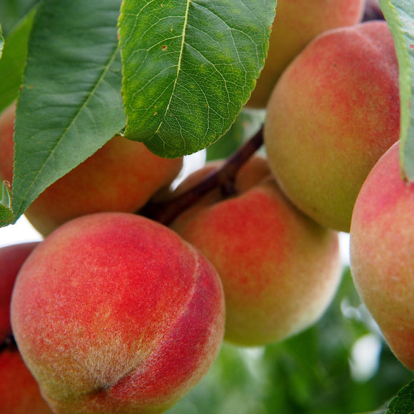 4-in-1  Peach Tree