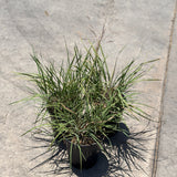 Bull Grass - C&J Gardening Center