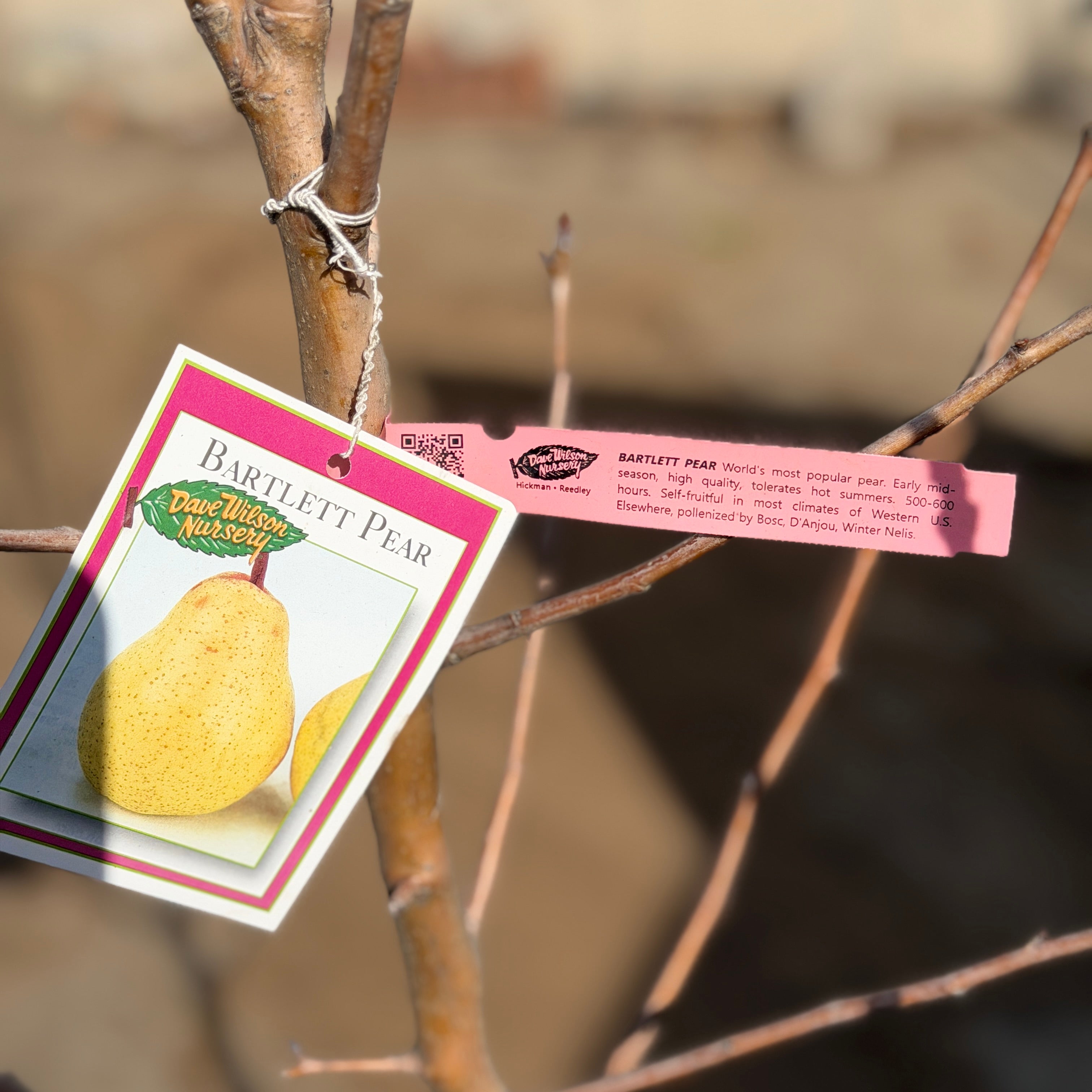 Bartlett Pear | C&J Gardening Center