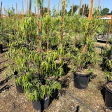 Australian Willow - C&J Gardening Center