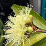 Rose Apple - C&J Gardening Center