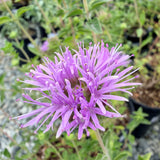 Coyote Mint - C&J Gardening Center