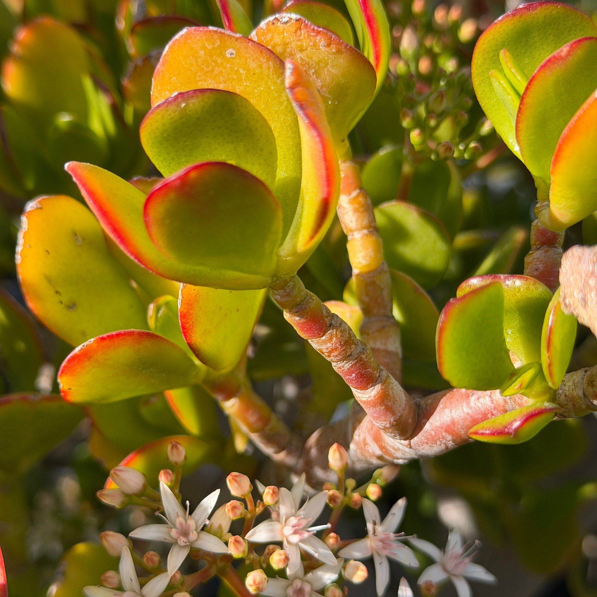 Jade Plant Desert