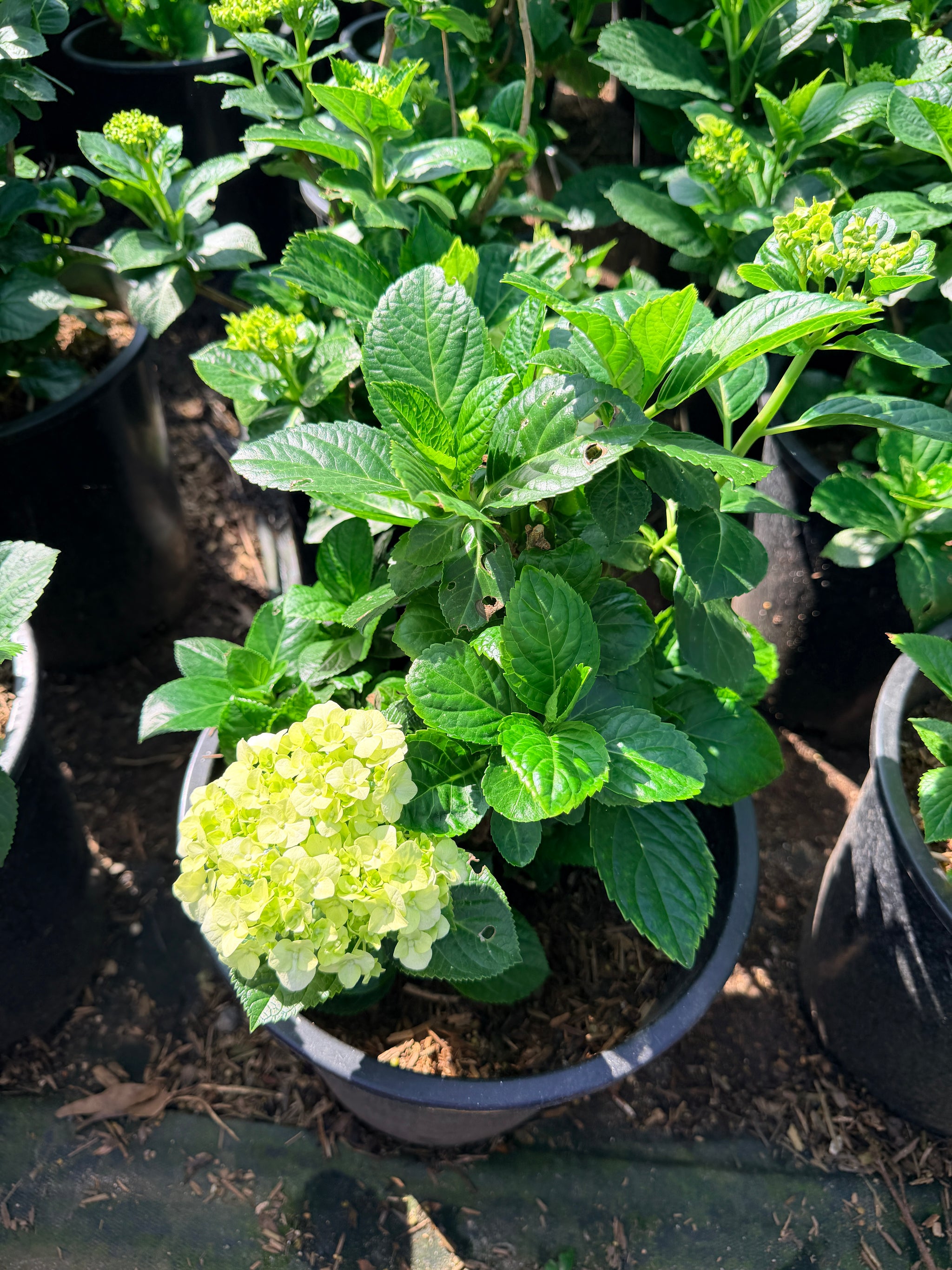 White Hydrangea | C&J Gardening Center