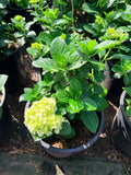 White Hydrangea - C&J Gardening Center