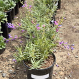 Margarita Bop Beardtongue - C&J Gardening Center