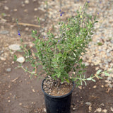 Dark Blue Germander Sage - C&J Gardening Center