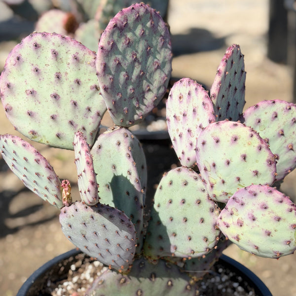 santa rita prickly pear cactus Santa Rita Prickly Pear Desert