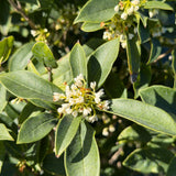White Osmanthus Fragrans