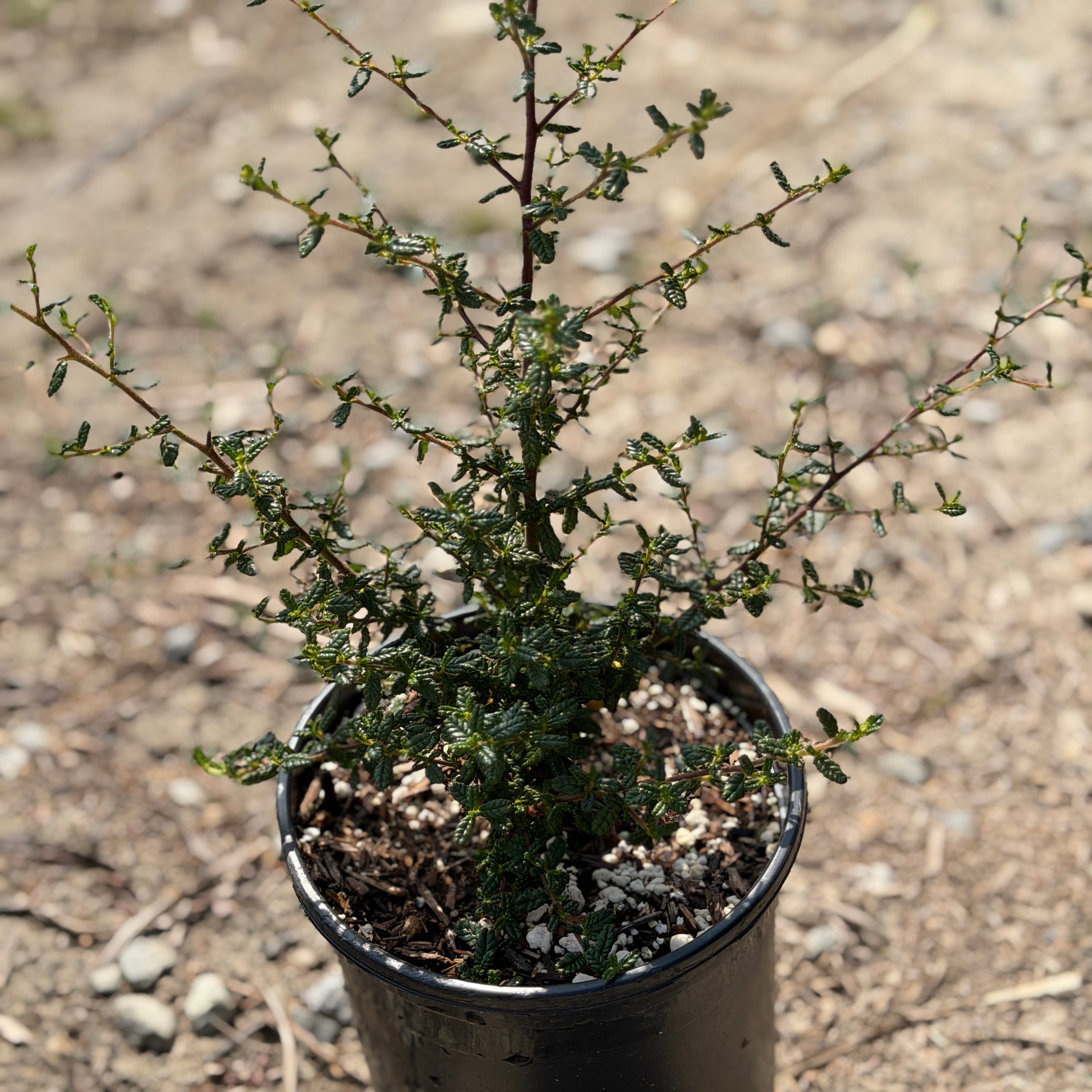 Julia Phelps California Lilac | C&J Gardening Center