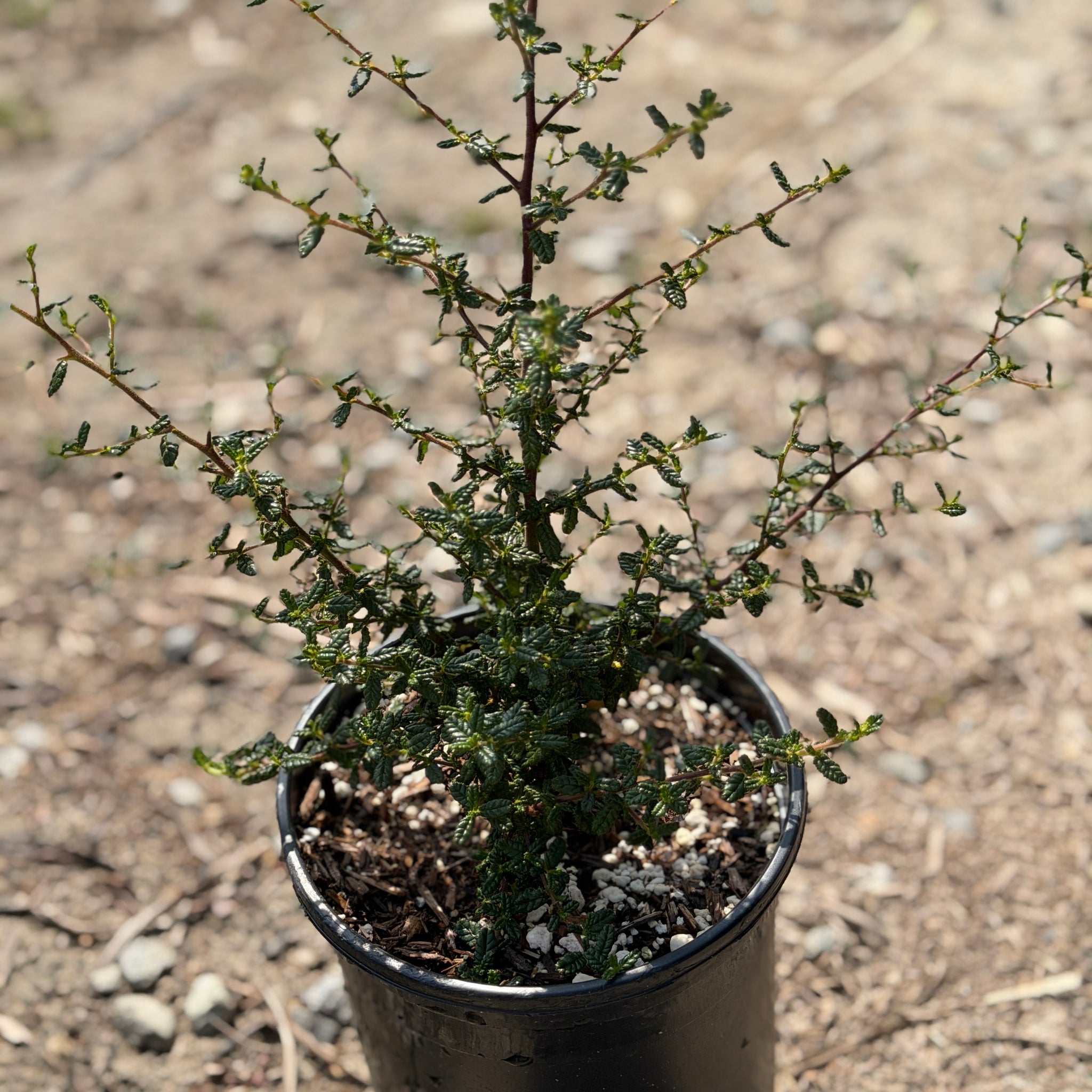 Julia Phelps California Lilac | C&J Gardening Center