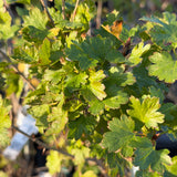 Black Velvet Gooseberry