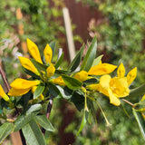 Carolina Jessamine