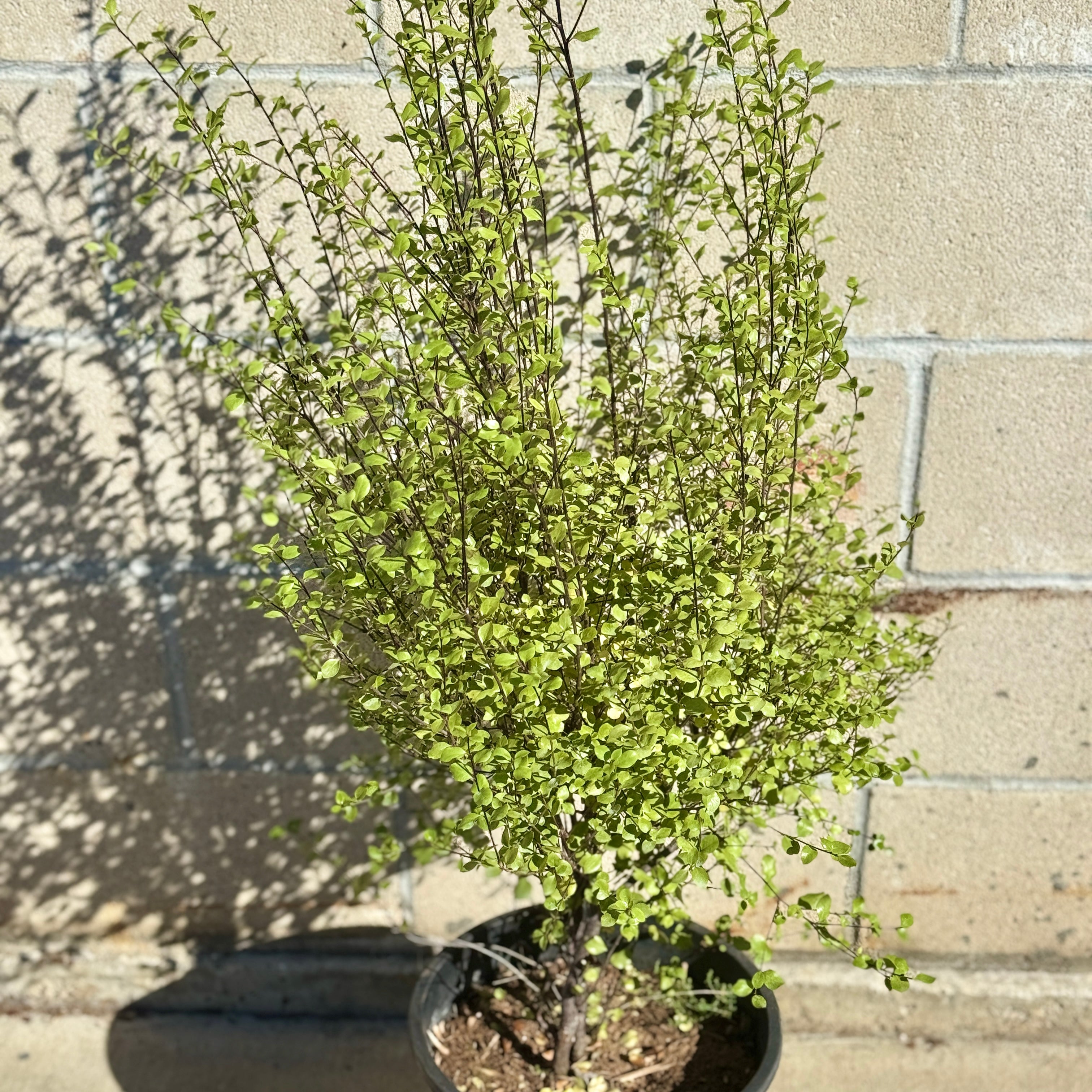 Silver Sheen Kohuhu | C&J Gardening Center