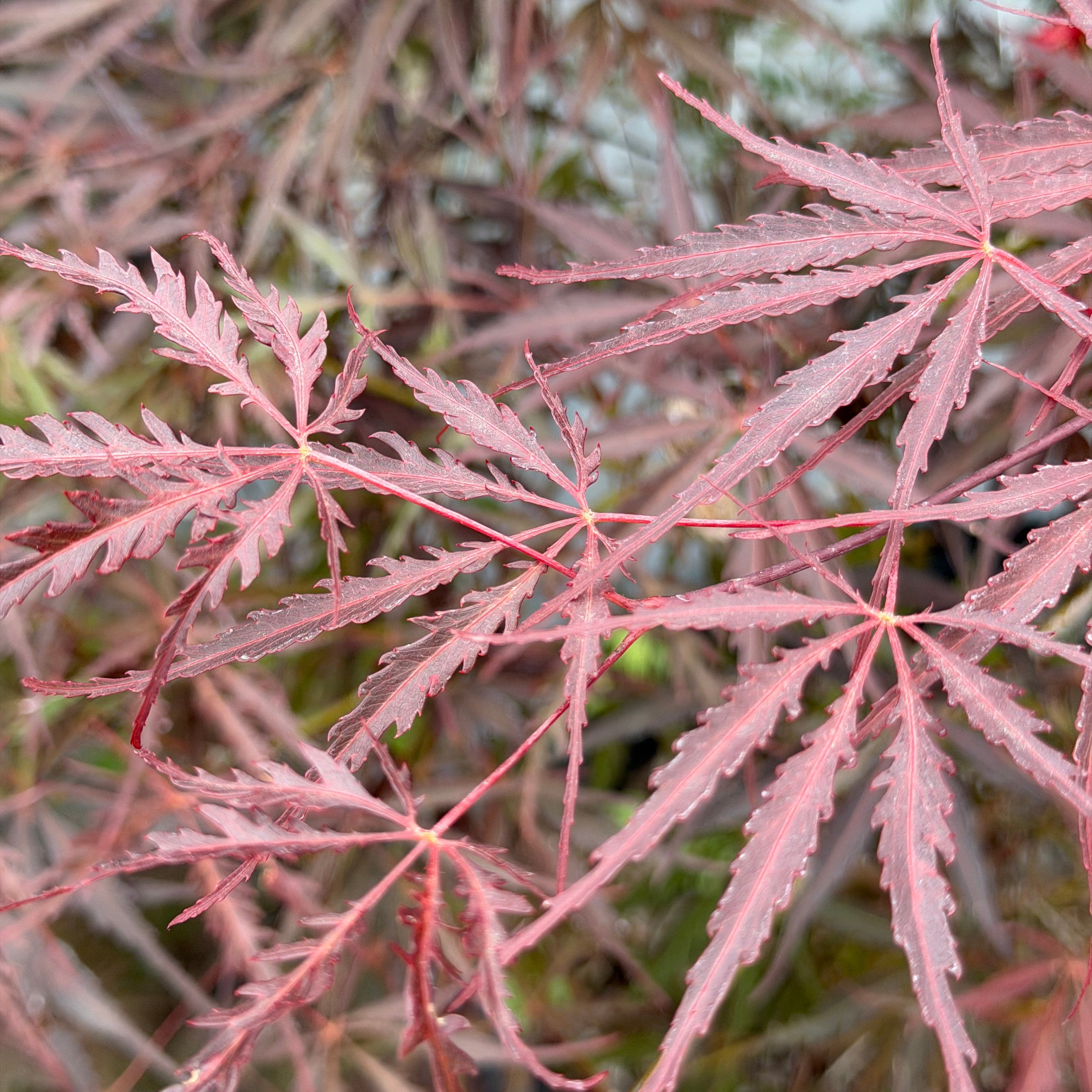 メープル 様 Crimson Queen Japanese Maple | C&J Gardening Center