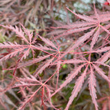 Crimson Queen Japanese Maple