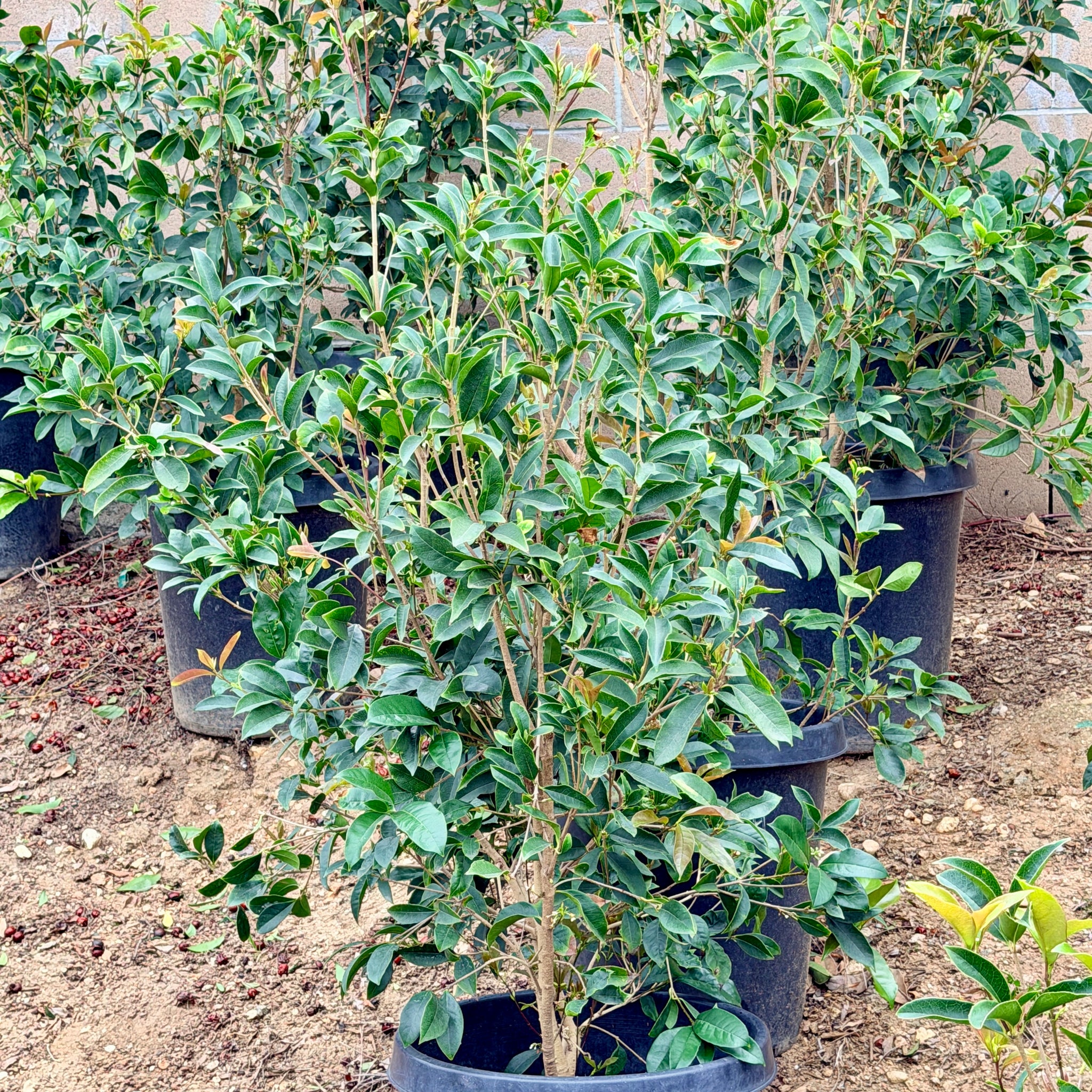 White Osmanthus Fragrans | C&J Gardening Center