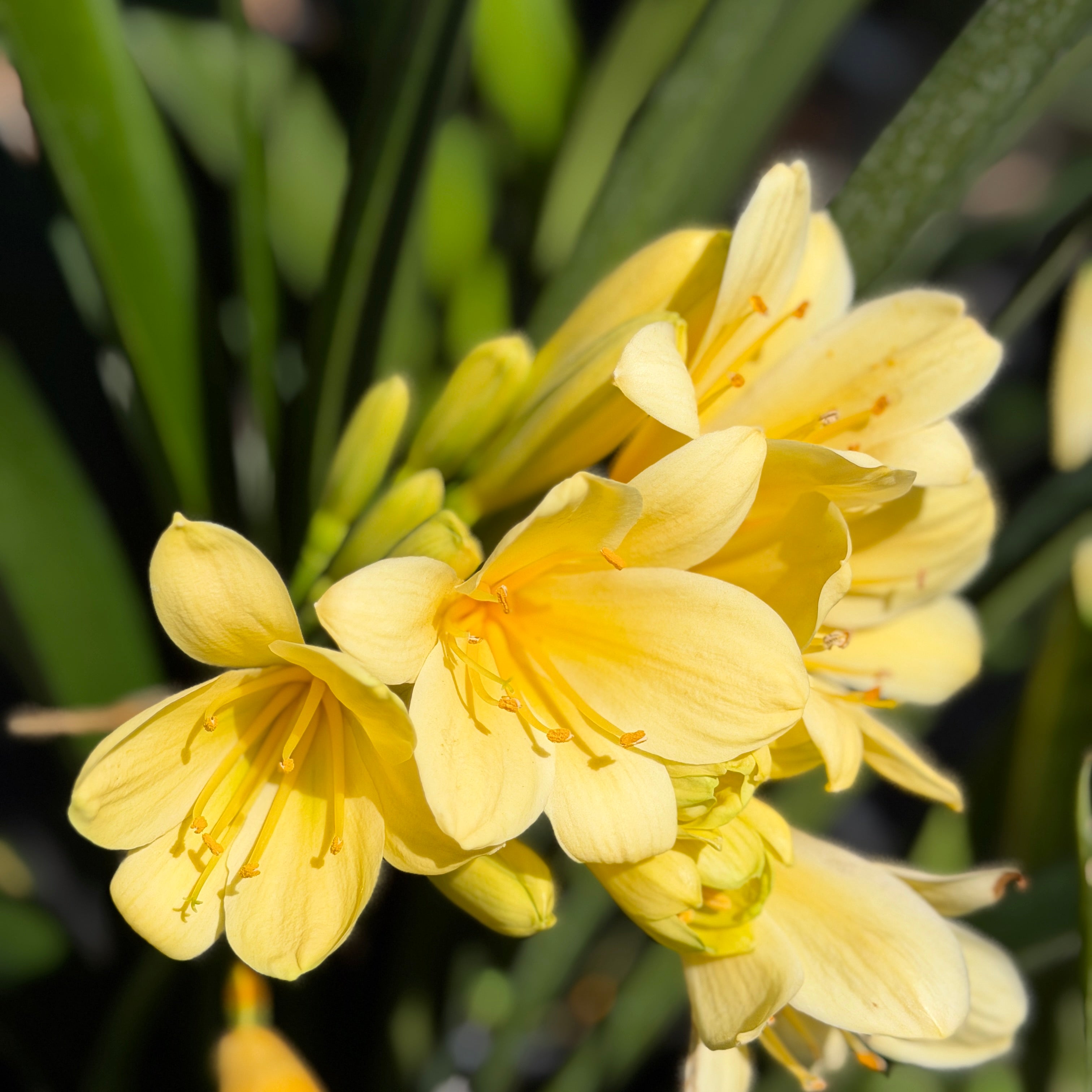 lily yellow flower Yellow Kaffir Lily