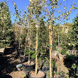 European White Birch