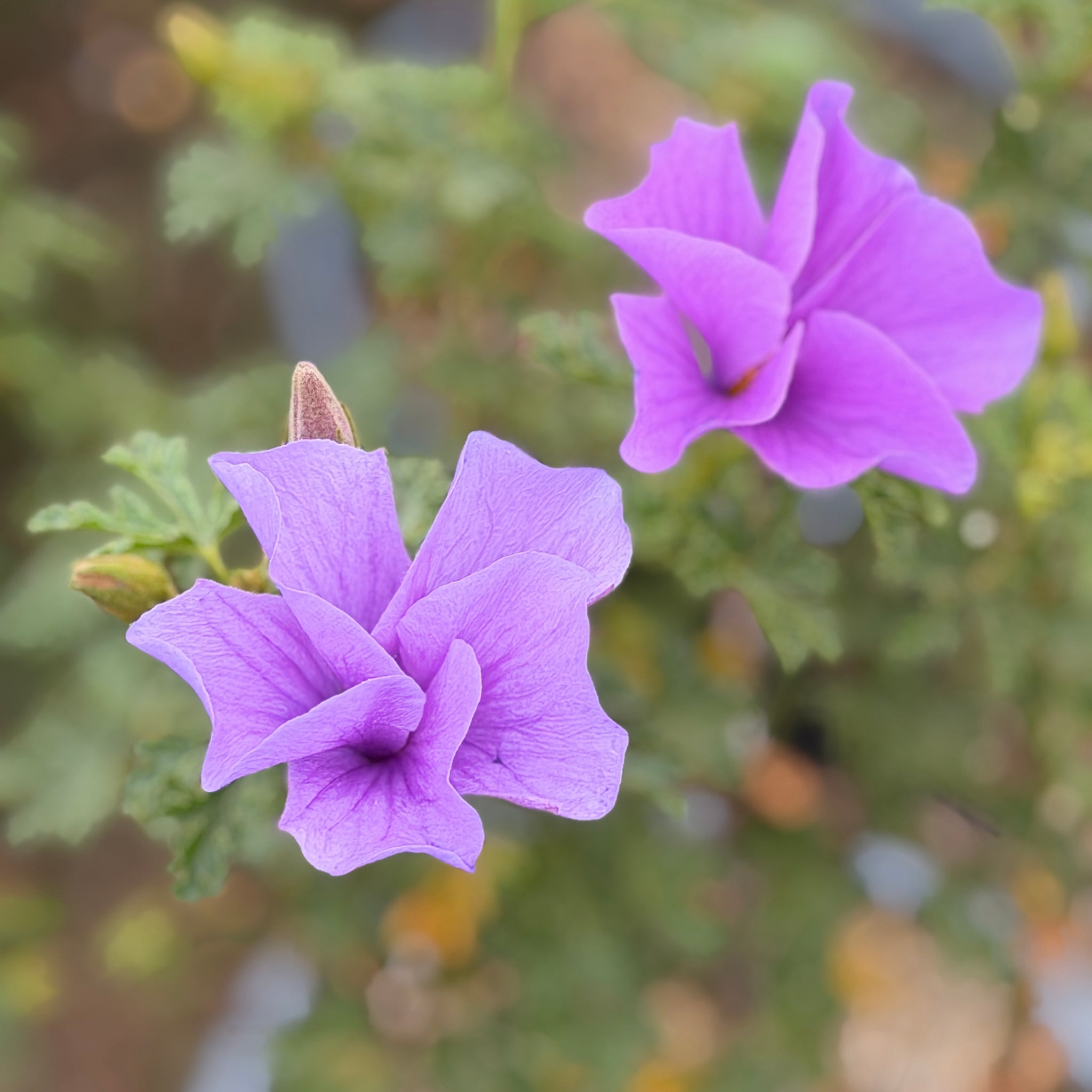 Blue Hibiscus | C&J Gardening Center