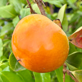 Coffeecake Persimmon