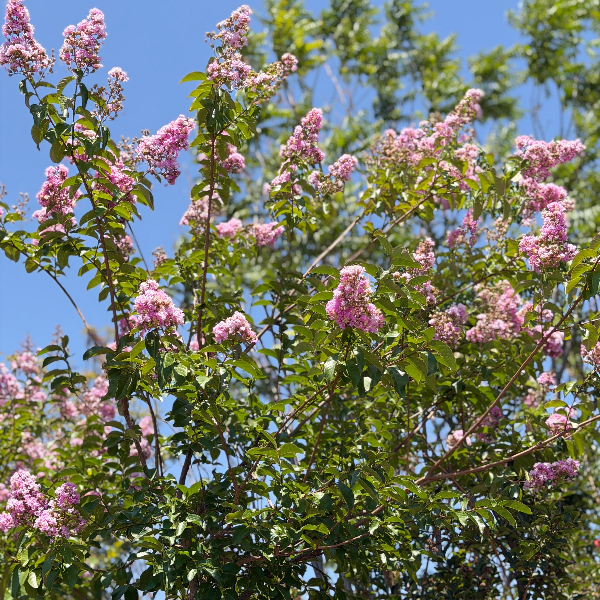 muskogee lavender crape myrtle tree Lavender Crape Myrtle