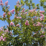 Lavender Crape Myrtle - C&J Gardening Center