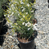 GMR White Foothill Penstemon