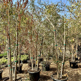 European White Birch