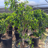 Weeping Fig - Ficus benjamina - C&J Gardening Center