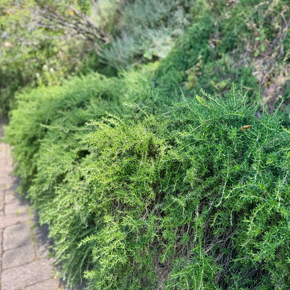 Creeping Rosemary
