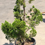 Hollywood Juniper Garden Bonsai Tree - C&J Gardening Center