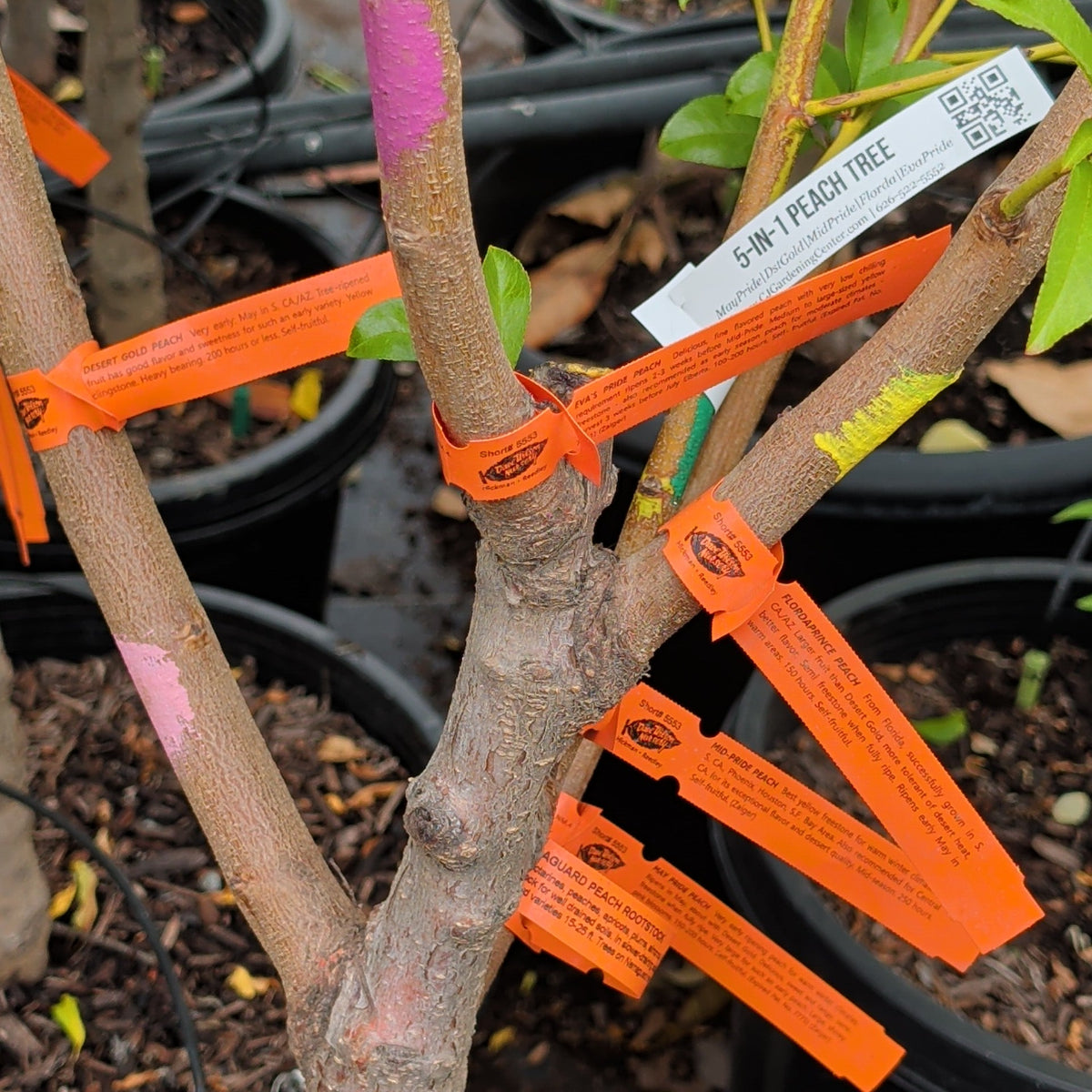 【果林ジョン&グレープ】 On Sale - Fruiting Plants | C&J Gardening Center