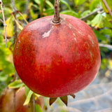 Utah Sweet Pomegranate